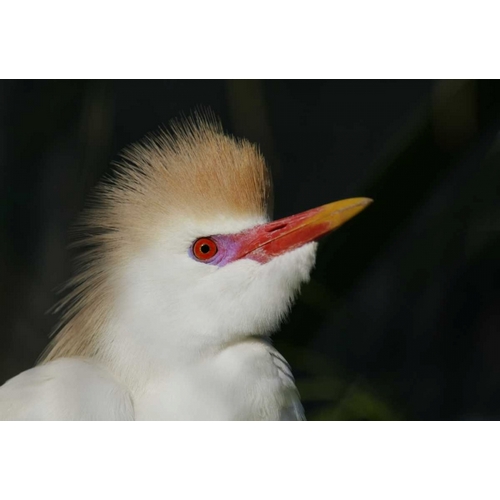 FL Portrait of cattle egret in breeding plumage
